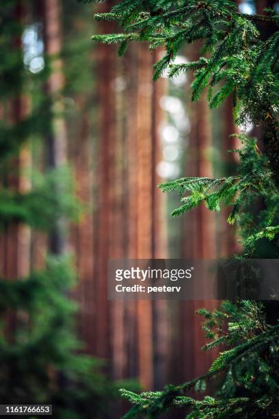 nordic forest - latvia forest stock pictures, royalty-free photos & images