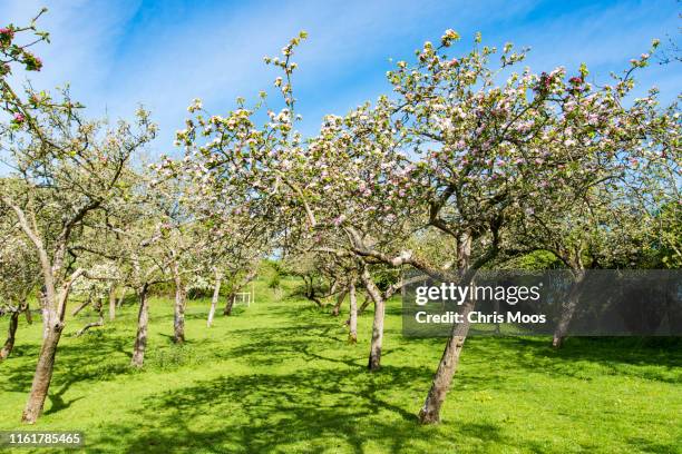 an orchard in spring with flowers on the apple trees. glastonbury, somerset, united kingdom - orchard stock pictures, royalty-free photos & images