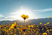 Desert Blossom Sunflowers at Sunset, Death Valley National Park, California