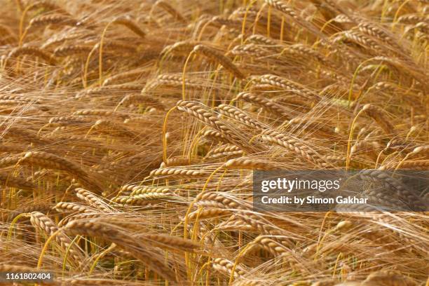 close up of many heads of golden barley - barleys bildbanksfoton och bilder