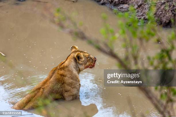 lioness resting in water after eating fresh meat at wild - bloody lion stockfoto's en -beelden