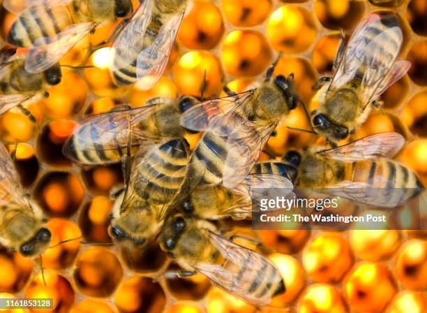 Male drones tend to honeycomb cells in a bee colony run by Adam Finkelstein and Kelly Rausch who are are raising super hardy queen bees to defeat...