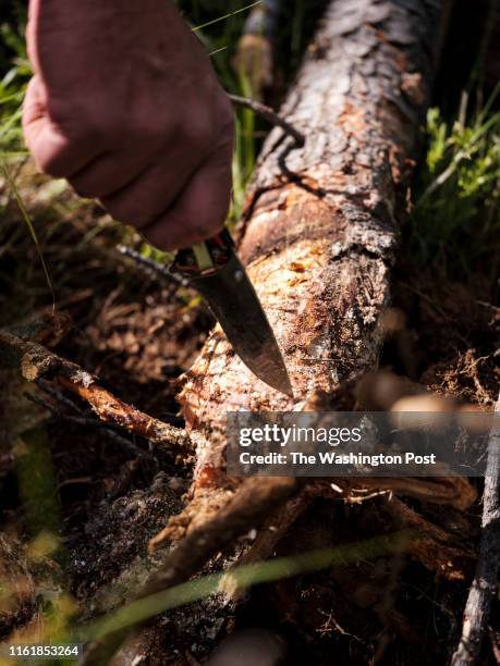 String Fungus 13 Honey Mushroom Oregon Stock Photos, High-Res Pictures, and Images ...
