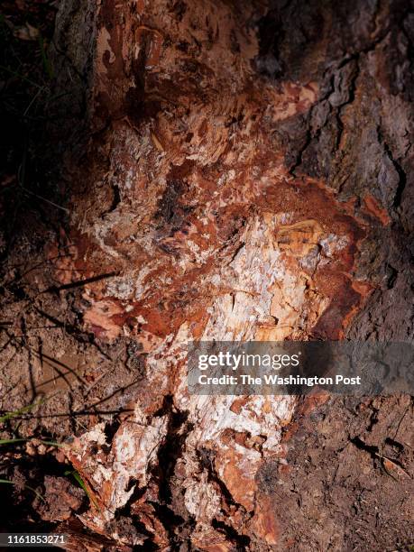 String Fungus 13 Honey Mushroom Oregon Stock Photos, High-Res Pictures, and Images ...