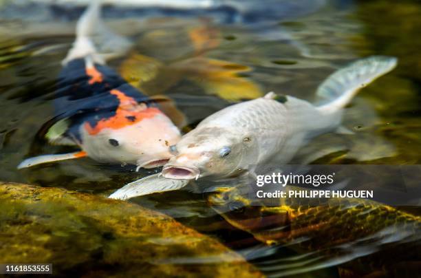 Koi carps swim in a water tank at Pairi Daiza animal park in Brugelette, western Belgium, on August 15, 2019.