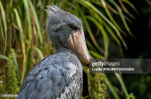 Shoebill looks on in its enclosure at Pairi Daiza animal park in Brugelette, western Belgium, on August 15, 2019.