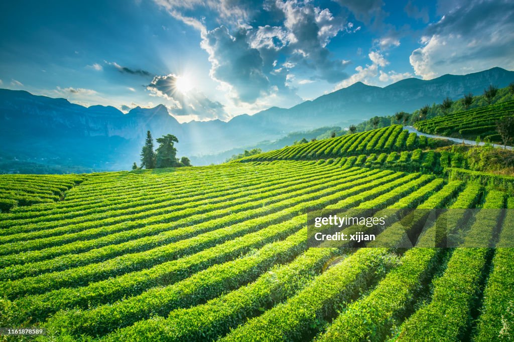 Bueatiful tea plantation on mountain