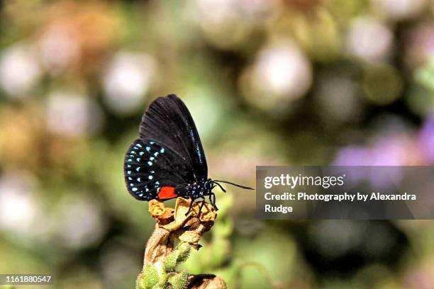 eusmaeus atala butterfly. - eumaeus stock pictures, royalty-free photos & images