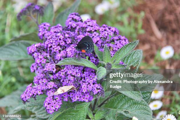 eusmaeus atala butterfly. - eumaeus 個照片及圖片檔