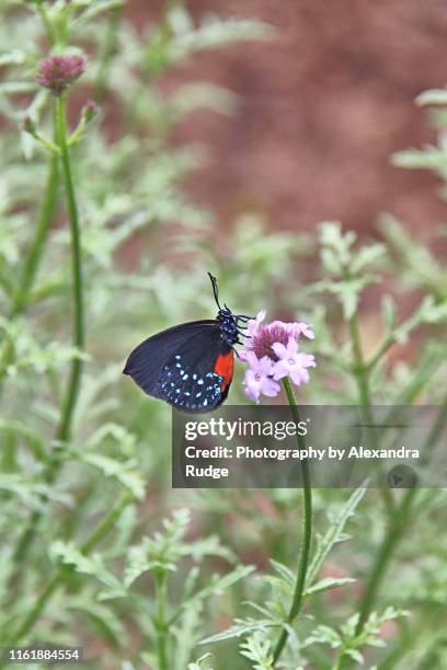 eusmaeus atala butterfly. - eumaeus stockfoto's en -beelden