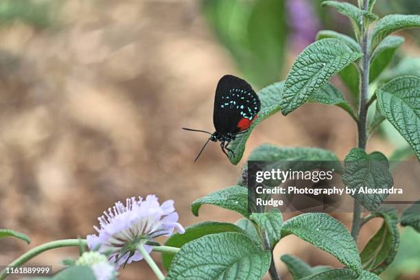 eusmaeus atala butterfly. - eumaeus 個照片及圖片檔