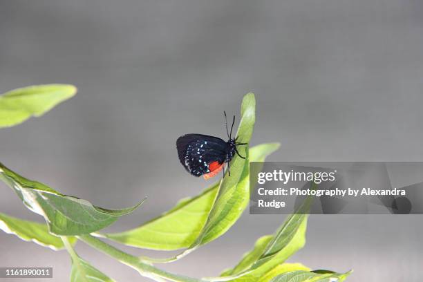 eusmaeus atala butterfly. - eumaeus stock pictures, royalty-free photos & images