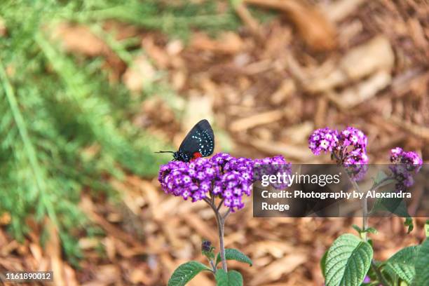 eusmaeus atala butterfly. - eumaeus 個照片及圖片檔