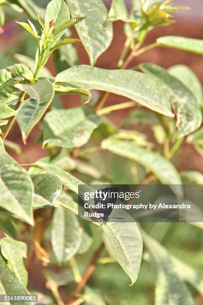 eusmaeus atala butterfly. - eumaeus stock pictures, royalty-free photos & images