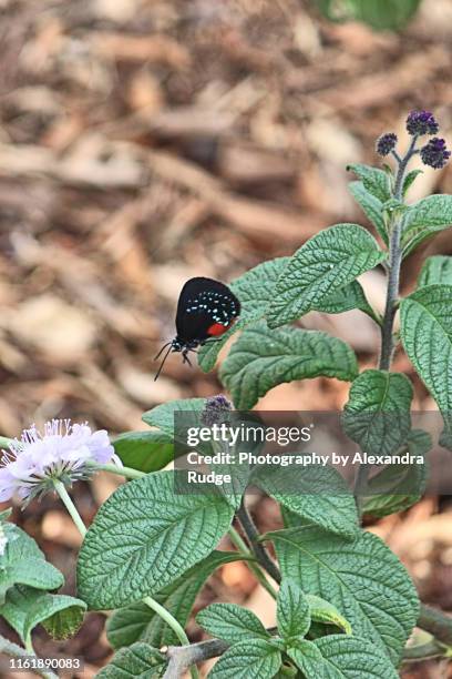 eusmaeus atala butterfly. - eumaeus stockfoto's en -beelden