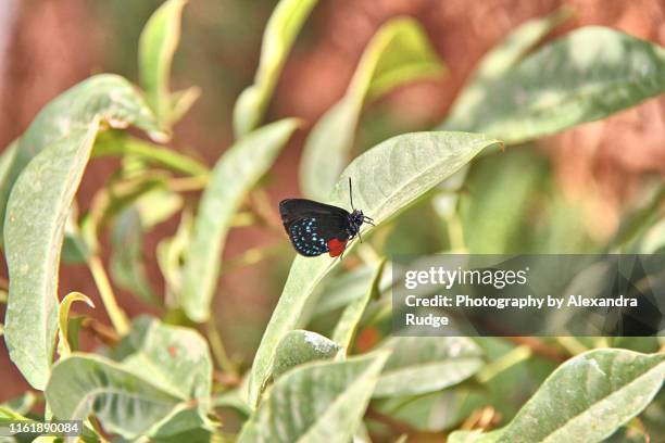 eusmaeus atala butterfly. - eumaeus stockfoto's en -beelden