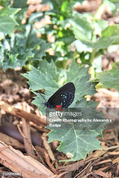 eusmaeus atala butterfly. - eumaeus stockfoto's en -beelden