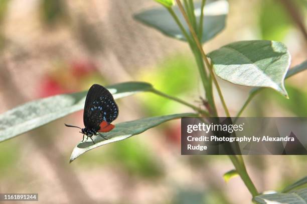 eusmaeus atala butterfly. - eumaeus stockfoto's en -beelden