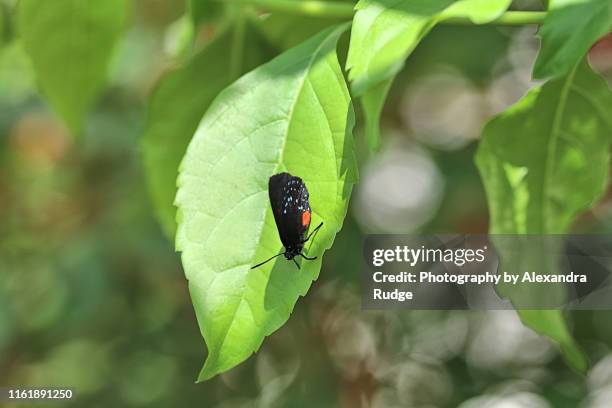 eusmaeus atala butterfly. - eumaeus stockfoto's en -beelden