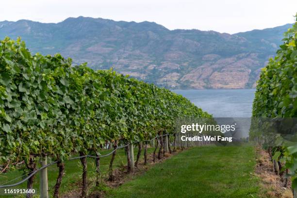 rows of vines in vineyard - okanagan vineyard stockfoto's en -beelden