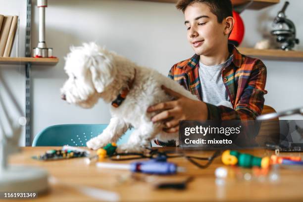boy and his dog are having fun - images of maltese dogs stock pictures, royalty-free photos & images