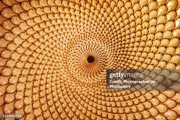 golden abstract pattern - macro photography plants stock pictures, royalty-free photos & images