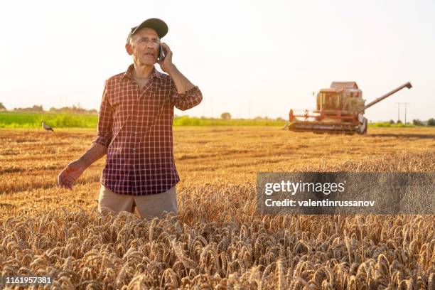 landwirt spricht auf smartphone im weizenfeld - crop plant stock-fotos und bilder