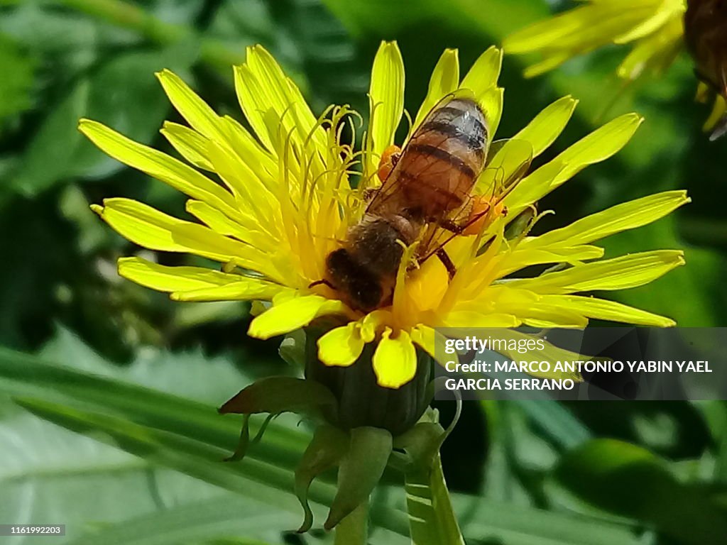Beautiful bee