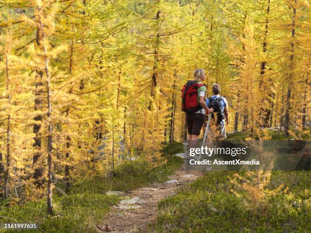 pareja caminata en el camino a través de los árboles de alerce en el otoño - larch tree fotografías e imágenes de stock