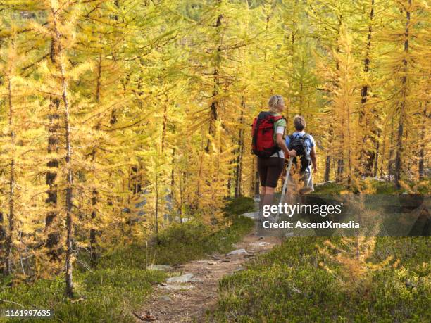 couple hike on path through larch trees in the autumn - larch tree stock pictures, royalty-free photos & images