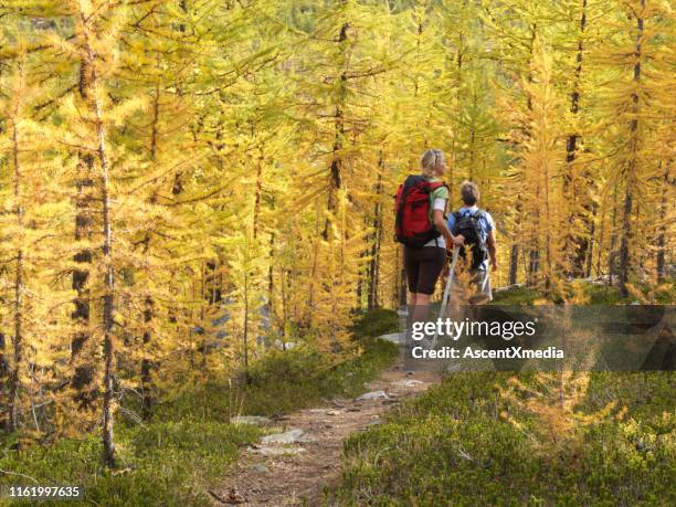 couple hike on path through larch trees in the autumn - banff national park stock pictures, royalty-free photos & images