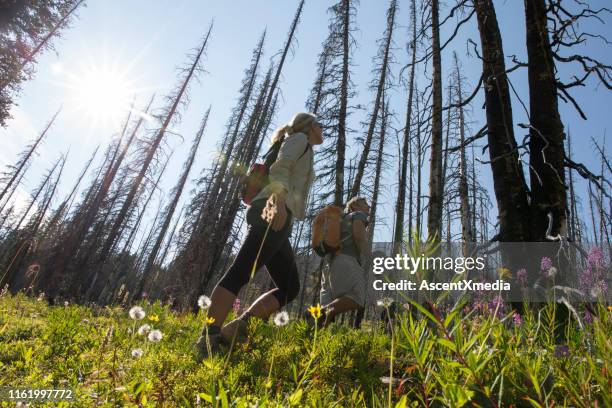 mature couple hike through new growth below burnt forest - dawning of a new day stock pictures, royalty-free photos & images