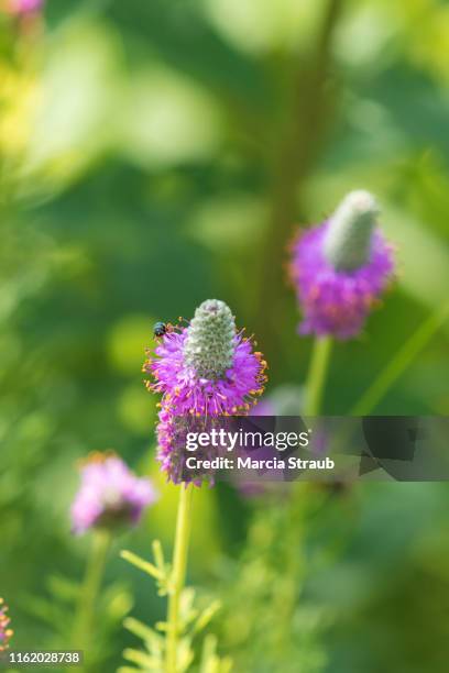 purple prairie clover wildflowers in the prairie - dalea purpurea stock pictures, royalty-free photos & images