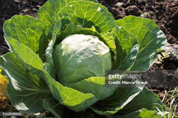 cabbage growing in the vegetable garden - cabbage stock pictures, royalty-free photos & images