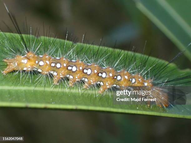 spotted oleander caterpillar - larva imagens e fotografias de stock