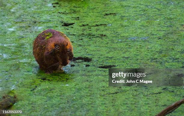 nutria - nutria stock pictures, royalty-free photos & images