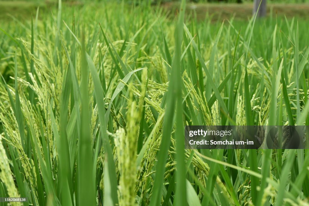 Block Rice Plant Rice Plant Field