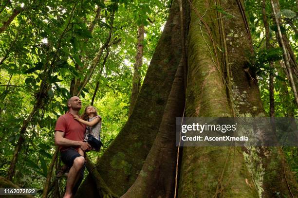 pai e filha que olham acima na grande árvore - tropical tree - fotografias e filmes do acervo