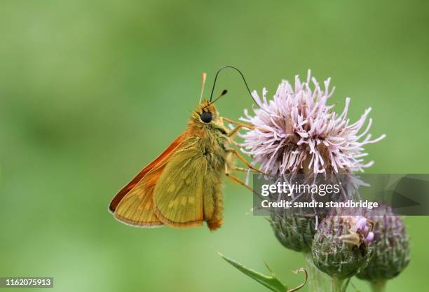 a beautiful large skipper butterfly (ochlodes sylvanus) feeding on a thistle flower. - hesperiidae stock pictures, royalty-free photos & images