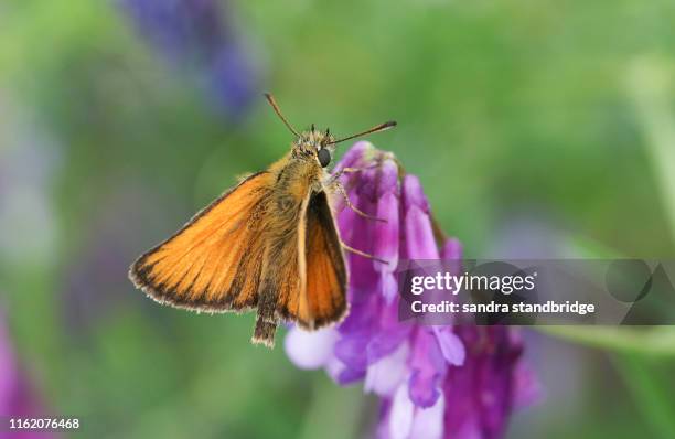 a beautiful small skipper butterfly (thymelicus sylvestris) perching on a flower. - hesperiidae stock pictures, royalty-free photos & images