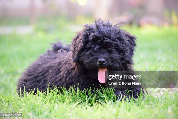 hungarian puli puppy - pulis stock-fotos und bilder