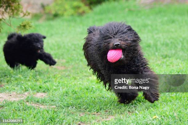 hungarian puli dogs running - puli stockfoto's en -beelden