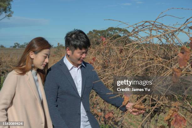 south australia vineyard - australia winery stock pictures, royalty-free photos & images