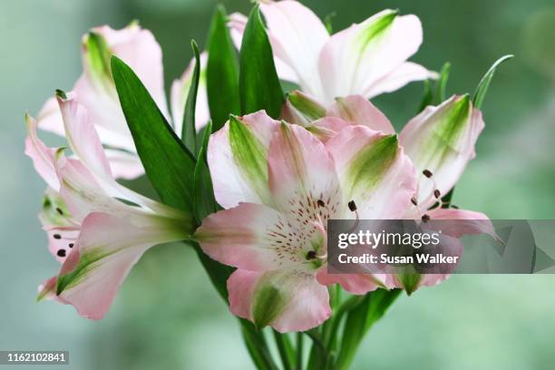207 Alstroemeria Peruvian Lily Photos and Premium High Res Pictures - Getty  Images