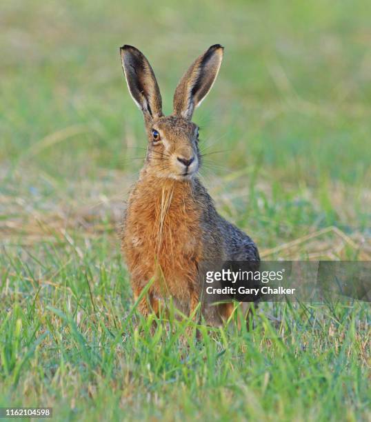 hare [lepus europaeus] - hare stock pictures, royalty-free photos & images