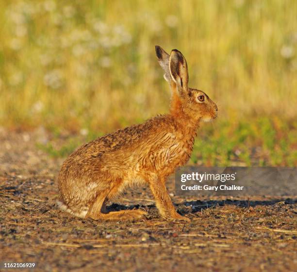 hare [lepus europaeus] - jackrabbit stock pictures, royalty-free photos & images