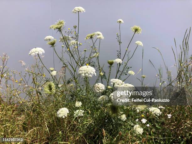 conium maculatum plant at biel, switzerland - poison hemlock stock pictures, royalty-free photos & images