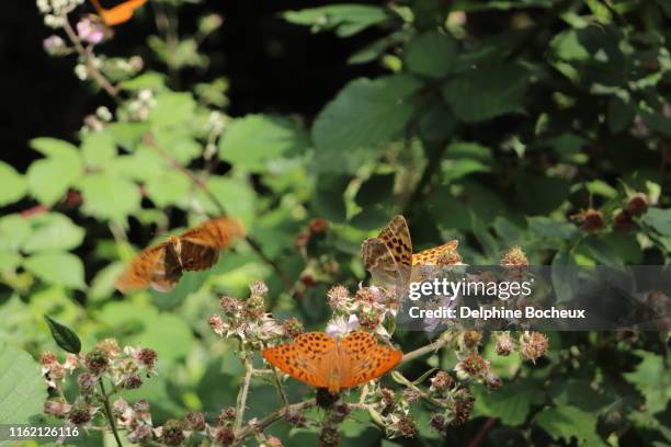 butterflies flying around wild raspberry bush, vosges, alsace, france - delphine forest stock-fotos und bilder