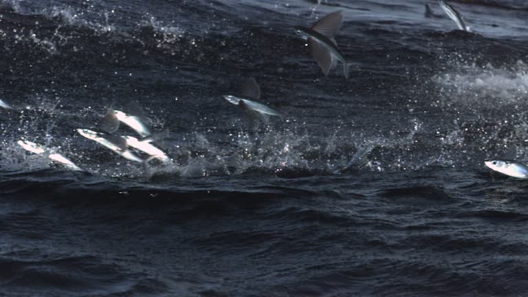 Flying Fish Launch 799 Flying Fish Stock Videos, Footage, & 4K Video Clips - Getty Images