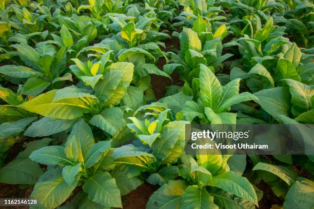 blooming tobacco plants with leaves - cultivo de tabaco fotografías e imágenes de stock